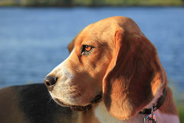 Image showing Young female beagle