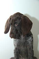 Image showing German Shorthaired Pointer puppy