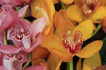 Image showing Pink and Yellow cymbidium orchids