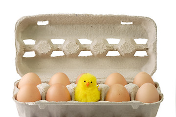 Image showing Chick between brown eggs