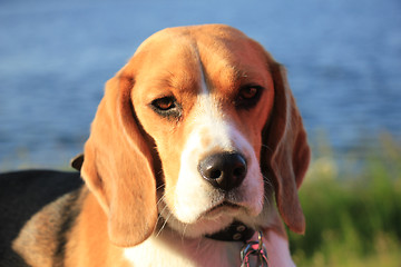 Image showing Young female beagle