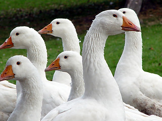 Image showing geese