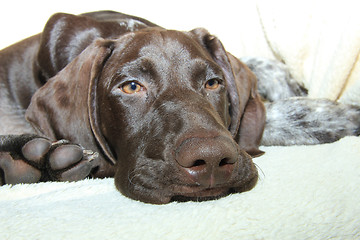 Image showing German Shorthaired Pointer puppy