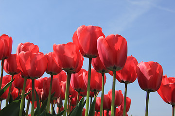 Image showing Pink tulips