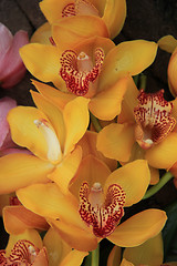 Image showing Yellow cymbidium orchids