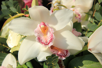 Image showing Cymbidium orchid