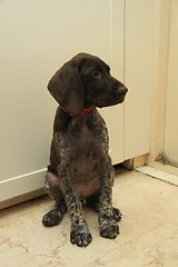 Image showing German Shorthaired Pointer puppy