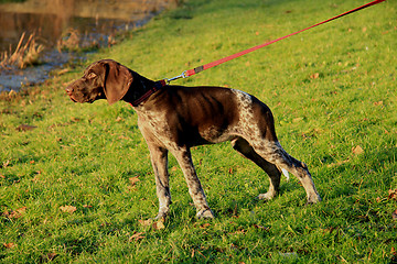 Image showing German Shorthaired Pointer puppy