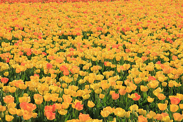 Image showing Yellow and orange tulips