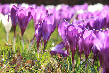 Image showing Purple crocuses