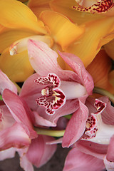 Image showing Pink and Yellow cymbidium orchids