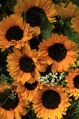 Image showing Sunflowers