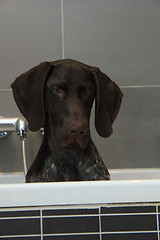 Image showing German shorthaired pointer in a bathtub