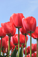 Image showing Pink tulips