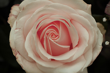 Image showing pink rose close up