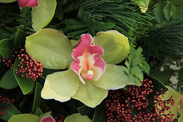 Image showing Green cymbidium orchids