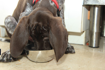 Image showing German Shorthaired Pointer puppy