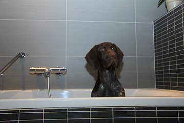 Image showing German shorthaired pointer in a bathtub