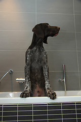 Image showing German shorthaired pointer in a bathtub