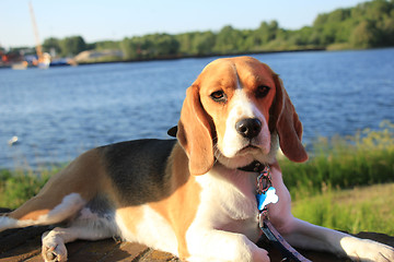 Image showing Young female beagle