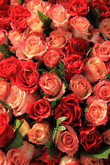 Image showing Red and pink roses