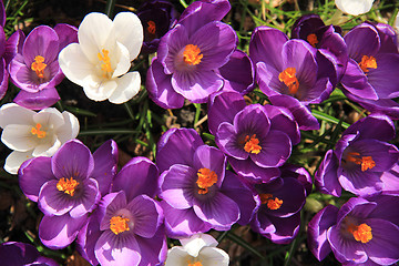 Image showing Purple and white crocuses