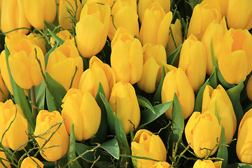 Image showing Yellow tulips