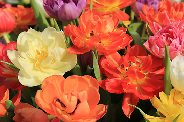 Image showing Multicolored tulip bouquet