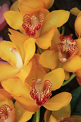 Image showing Yellow cymbidium orchids