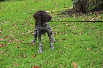 Image showing German Shorthaired Pointer