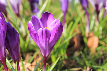 Image showing Purple crocus