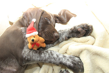 Image showing Dreaming of a dog\'s Christmas