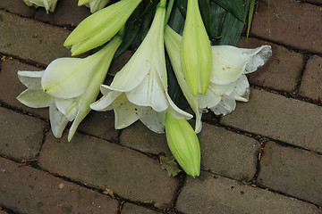 Image showing Sympathy Lilies