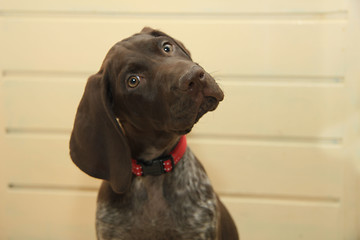 Image showing German Shorthaired Pointer puppy
