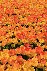 Image showing Yellow and orange tulips