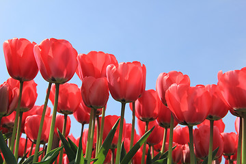 Image showing Pink tulips