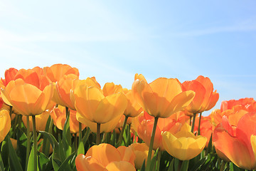 Image showing Yellow and orange tulips