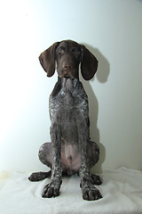 Image showing German Shorthaired Pointer puppy