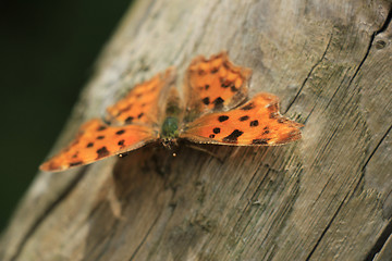 Image showing Comma Butterfly