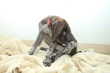 Image showing German Shorthaired Pointer puppy