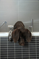 Image showing German shorthaired pointer in a bathtub