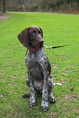 Image showing German Shorthaired Pointer