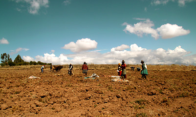 Image showing Potato Harvest, Peru