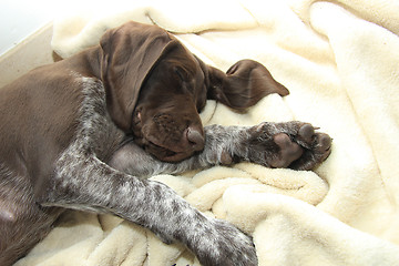 Image showing German Shorthaired Pointer puppy