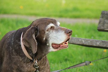 Image showing Senior German Shorthaired Pointer female