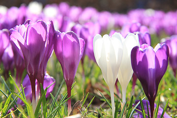 Image showing Purple and white crocuses