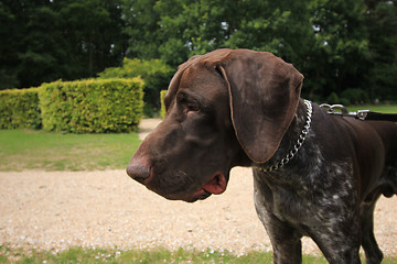 Image showing German Shorthaired Pointer