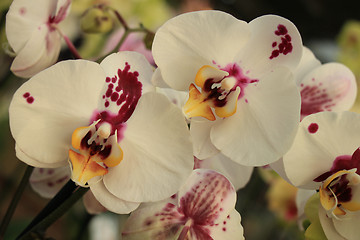 Image showing Phalaenopsis orchid