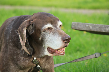 Image showing Senior German Shorthaired Pointer female