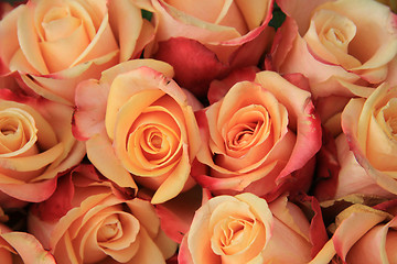 Image showing Multicolored wedding roses